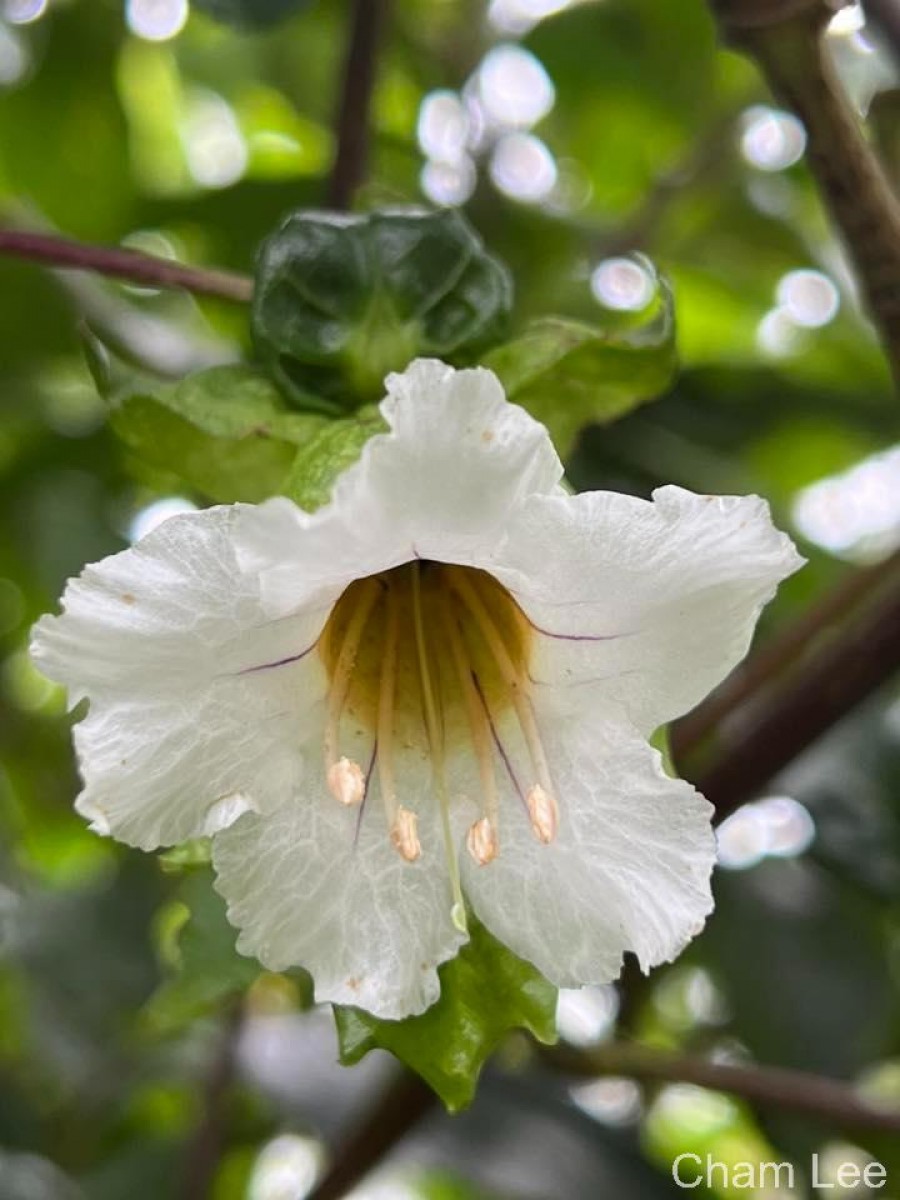 Strobilanthes hookeri Nees